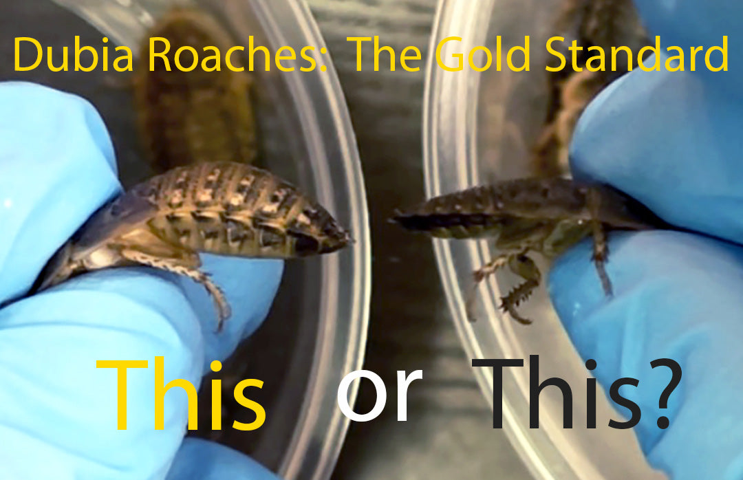Dubia Roaches: The Gold Standard