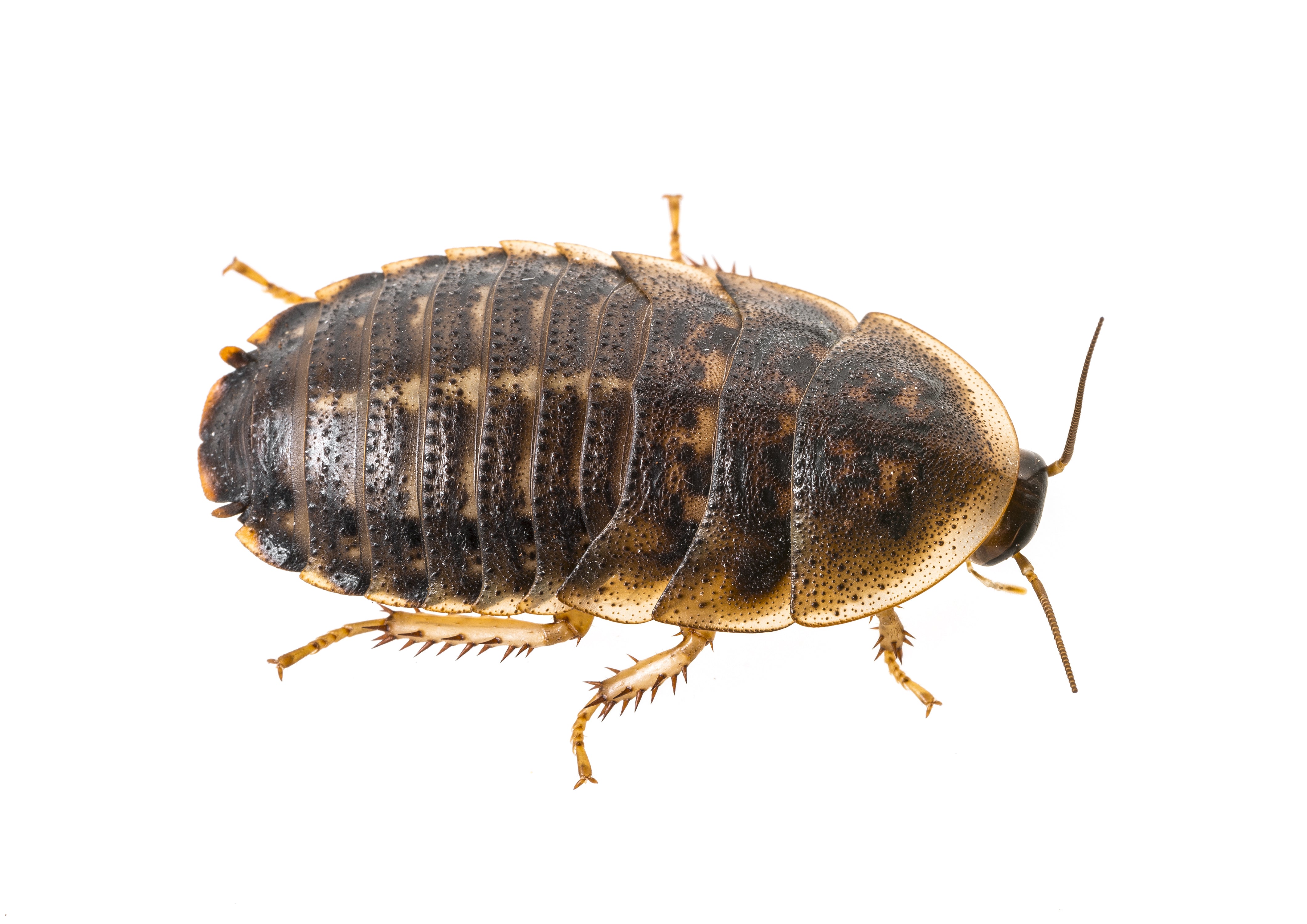 dubia roach