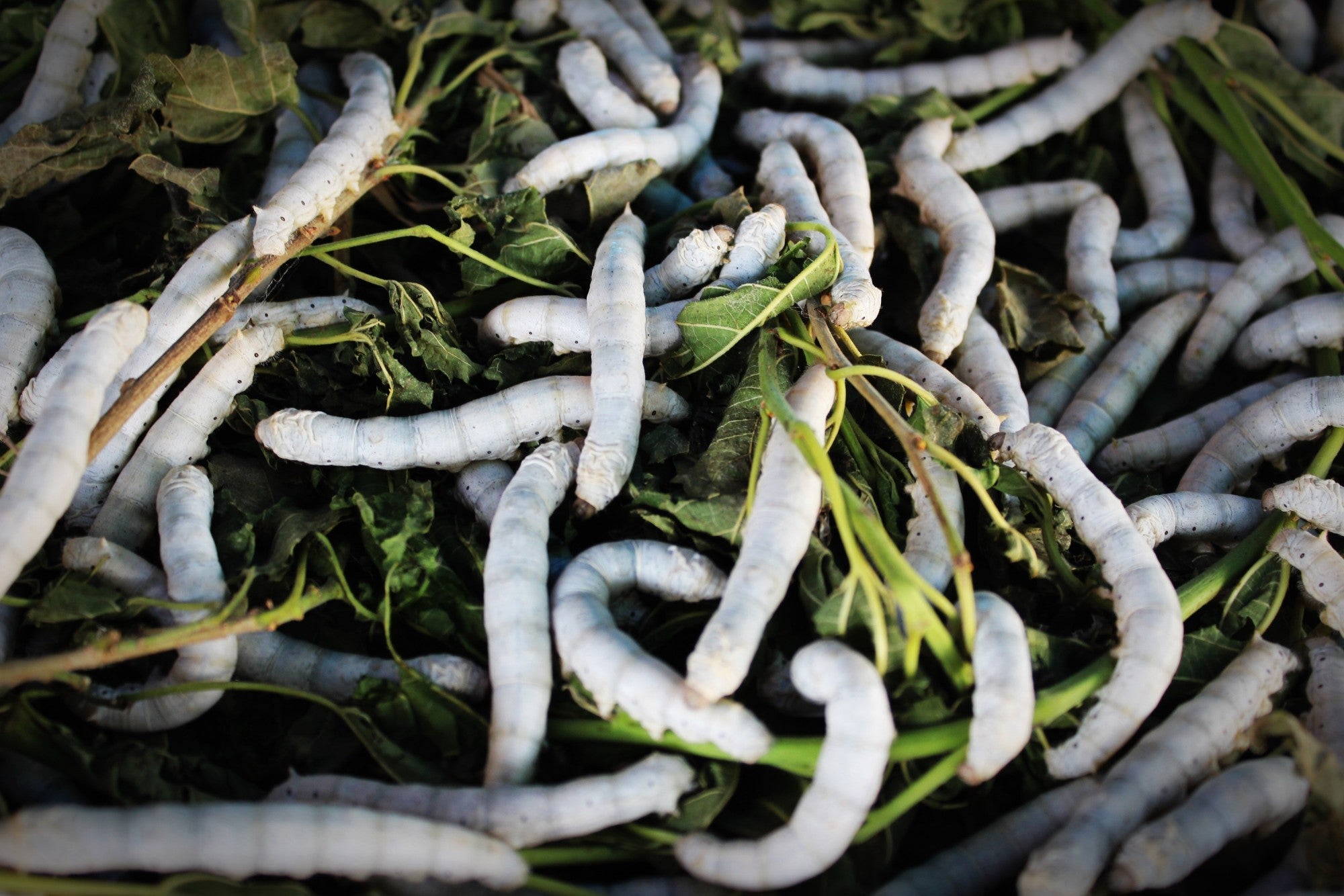 silk worms