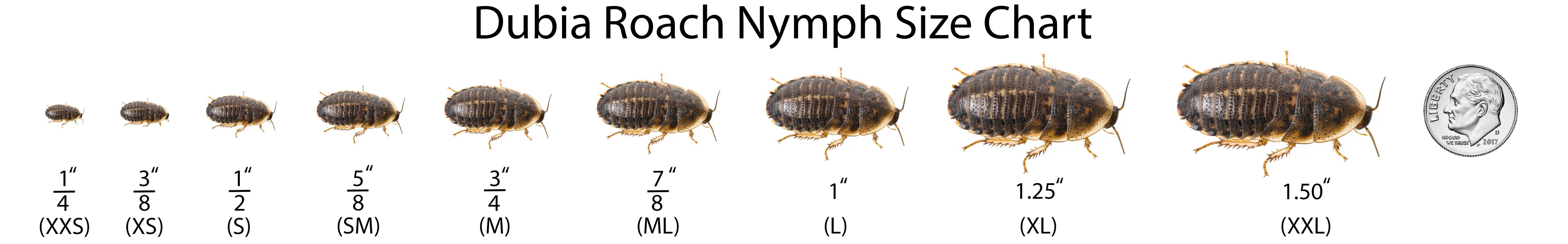 Dubia Roach Nymph Size Chart