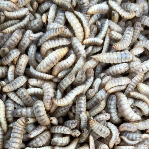 Black Soldier Fly Larvae
