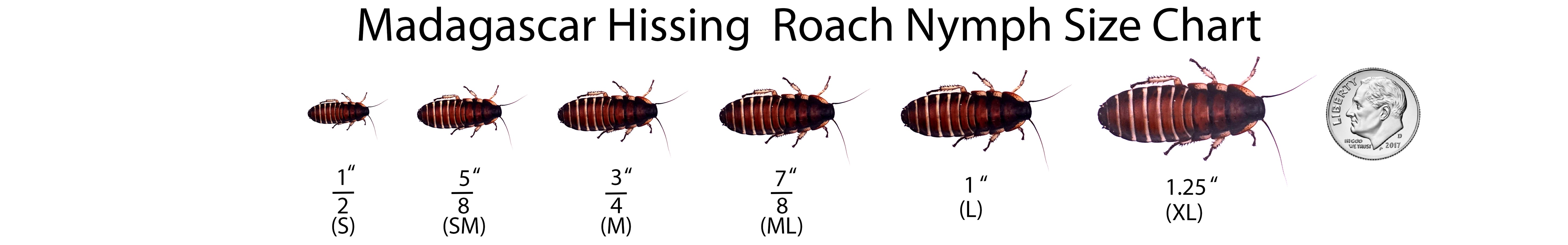 Madagascar Hissing Cockroach Nymph Size Chart