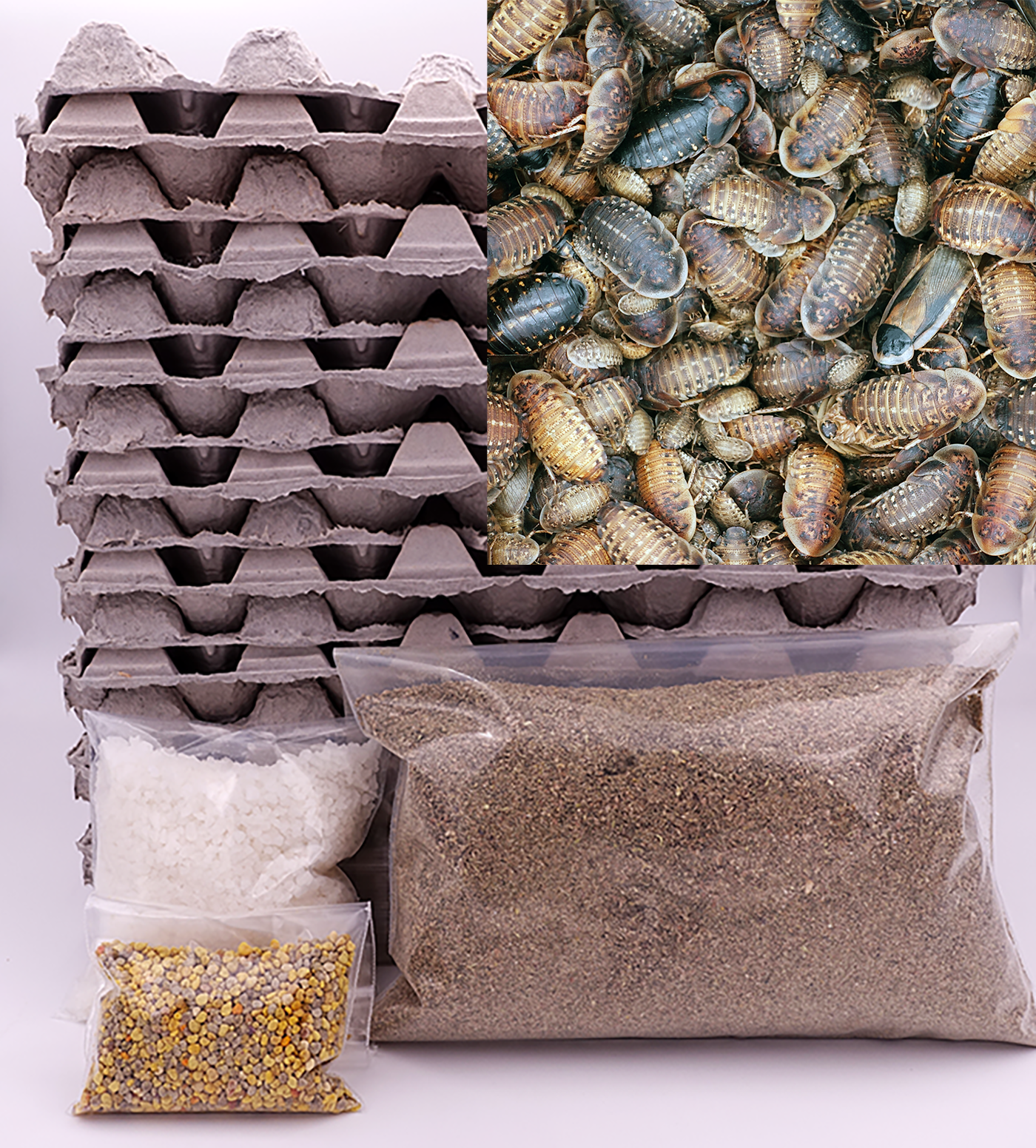 Dubia Roaches for Sale - Starter Colonies