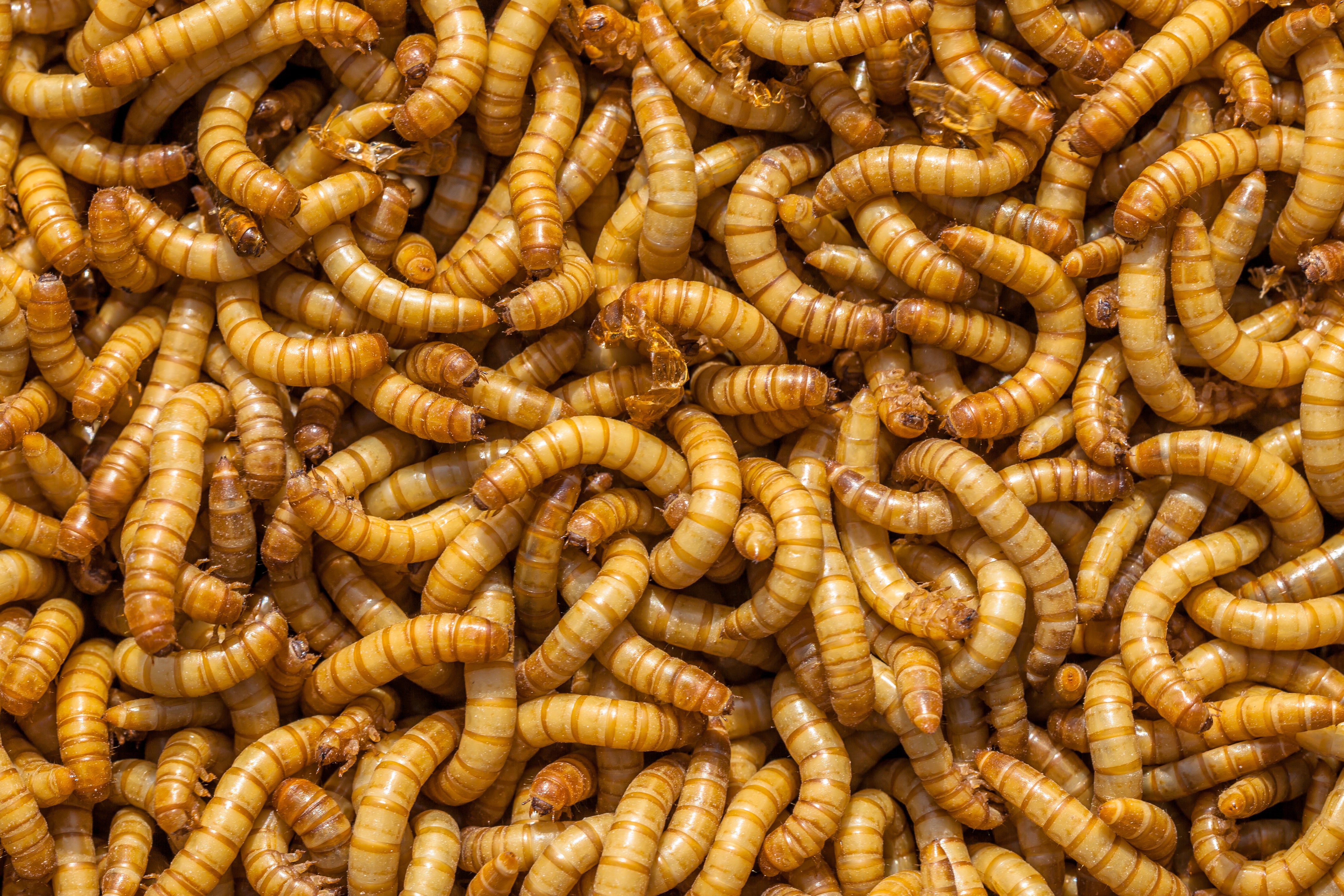 Mealworms for Sale
