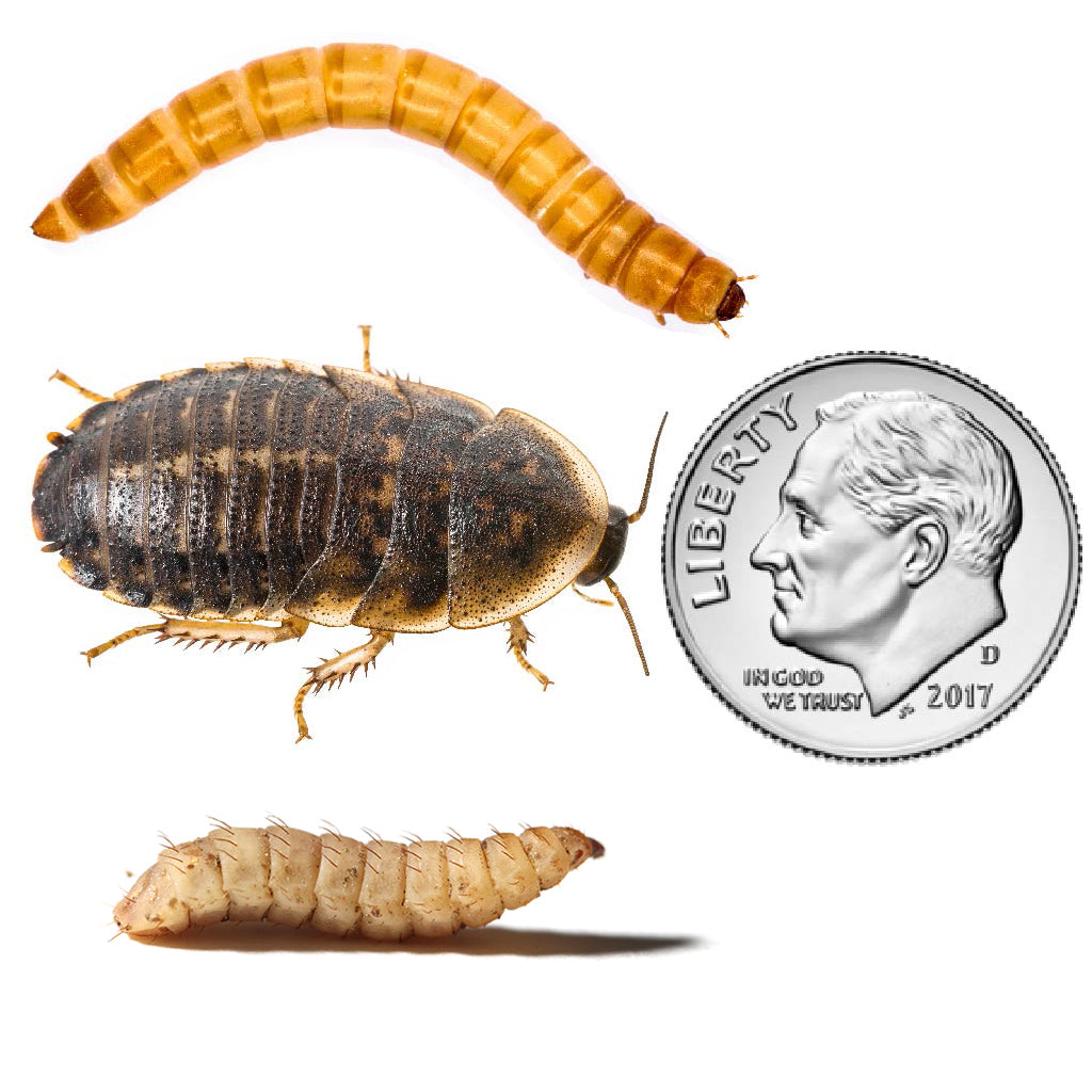Dubia Roaches, DubiGrubs, Mealworms Large Snack Pack