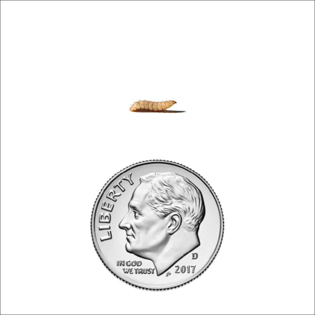 Small DubiGrub also known as Black Soldier Fly Larve