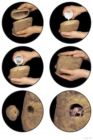 How To Exo Terra Cricket Feeding Rock