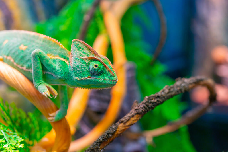 What Do Chameleons Eat?