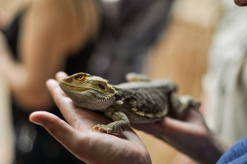 Bearded Dragon in hands