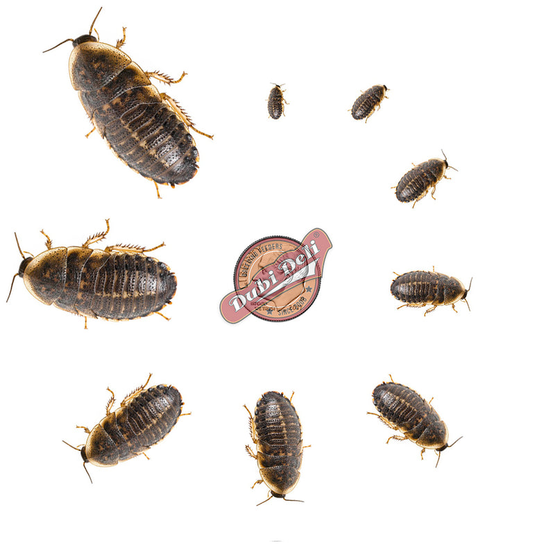 How to Care for Dubia Roaches