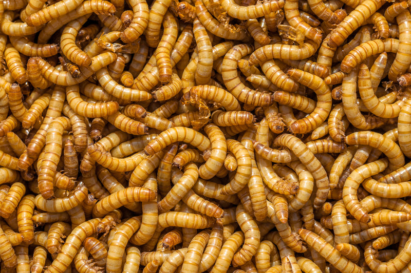 mealworms