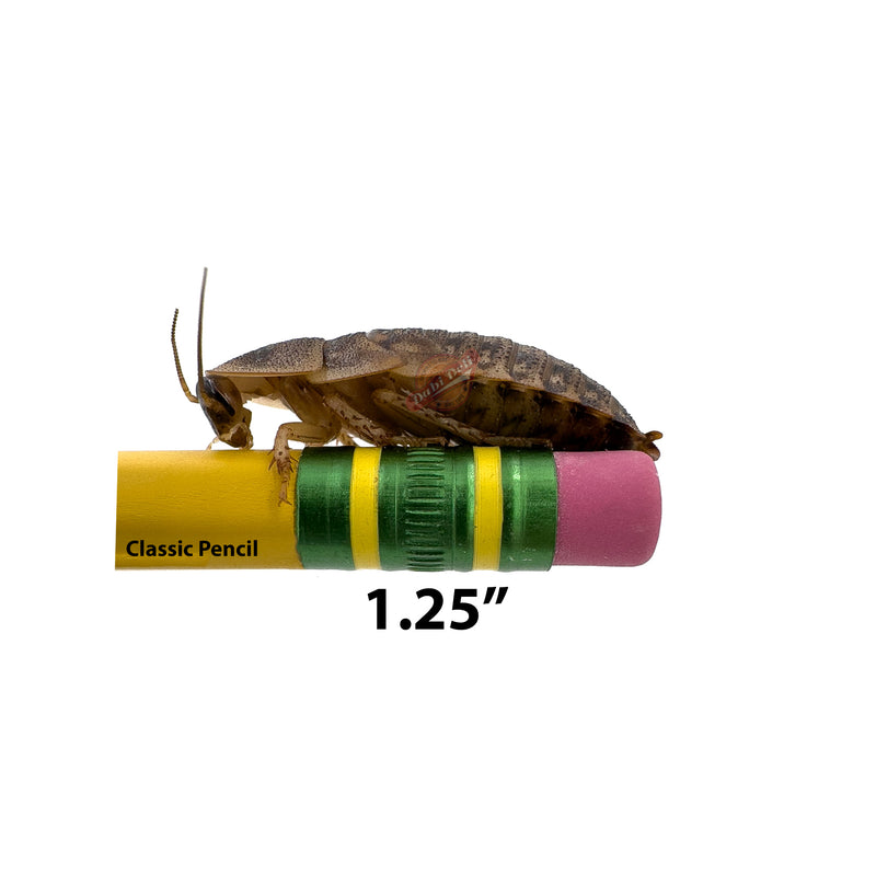 1.25" Dubia Roach