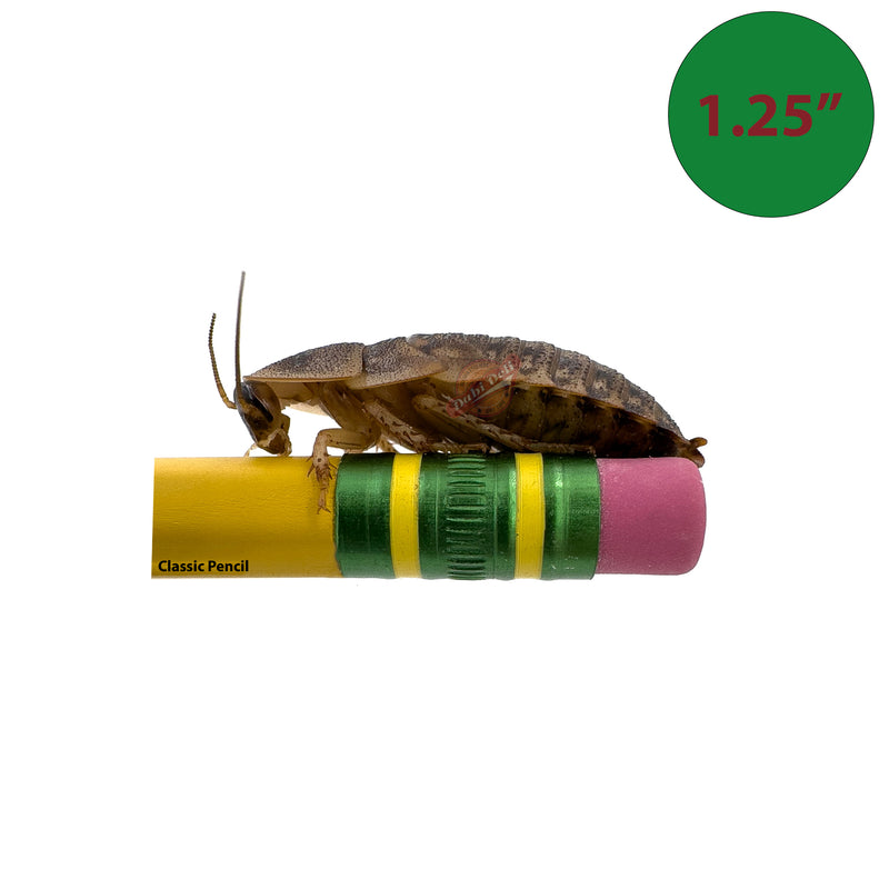 1.25 inch dubia roach