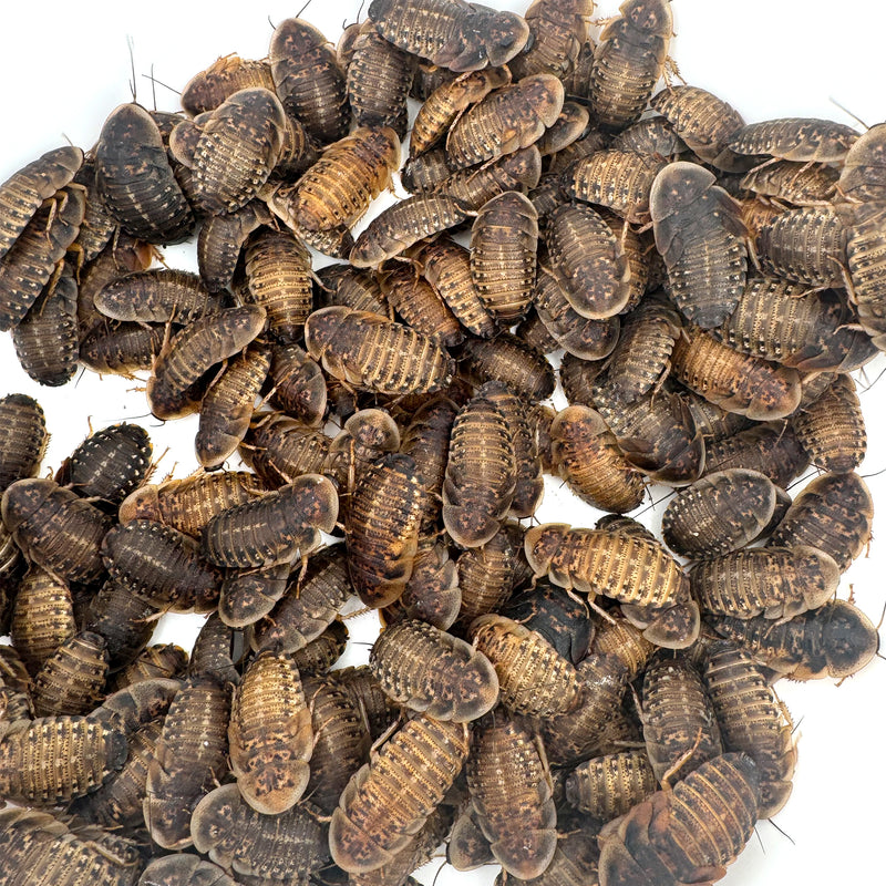 group of 1.25 inch dubia roaches