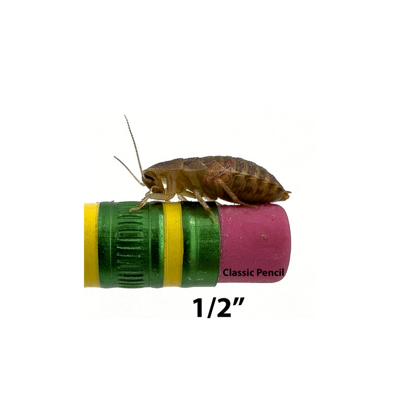 1/2" Dubia Roach