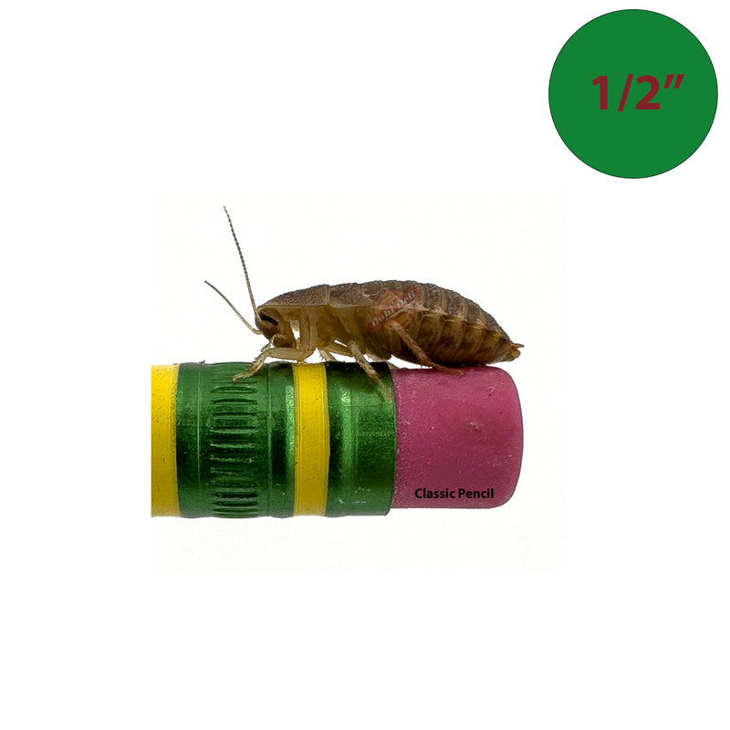 1/2 inch dubia roach