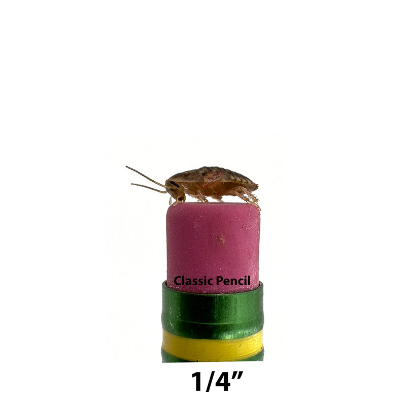 1/4" Dubia Roach