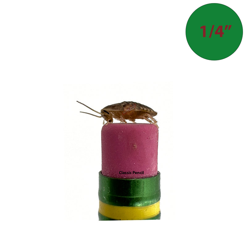 1/4 inch dubia roach