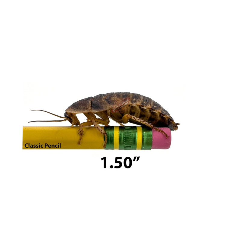 1.50" Dubia Roach