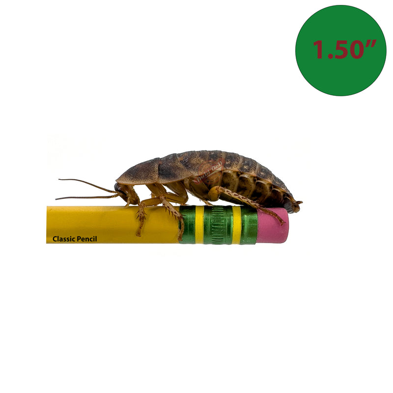 1.50 inch dubia roach