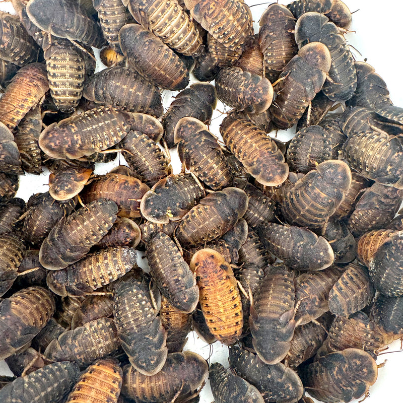 Group of 1.50 inch dubia roaches