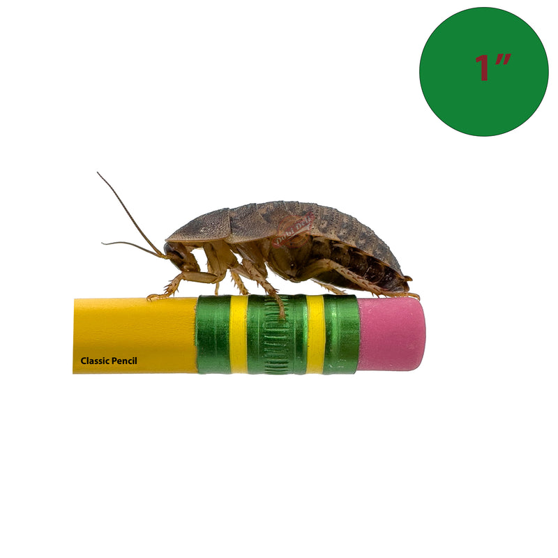 1 inch dubia roach