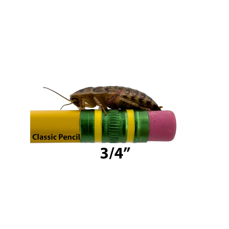 3/4" Dubia Roach