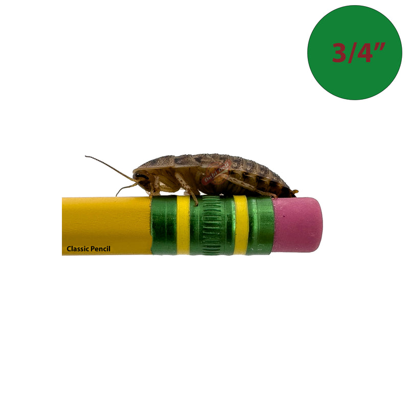 3/4 inch dubia roach