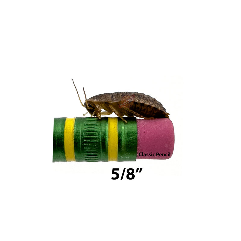 5/8" Dubia Roach