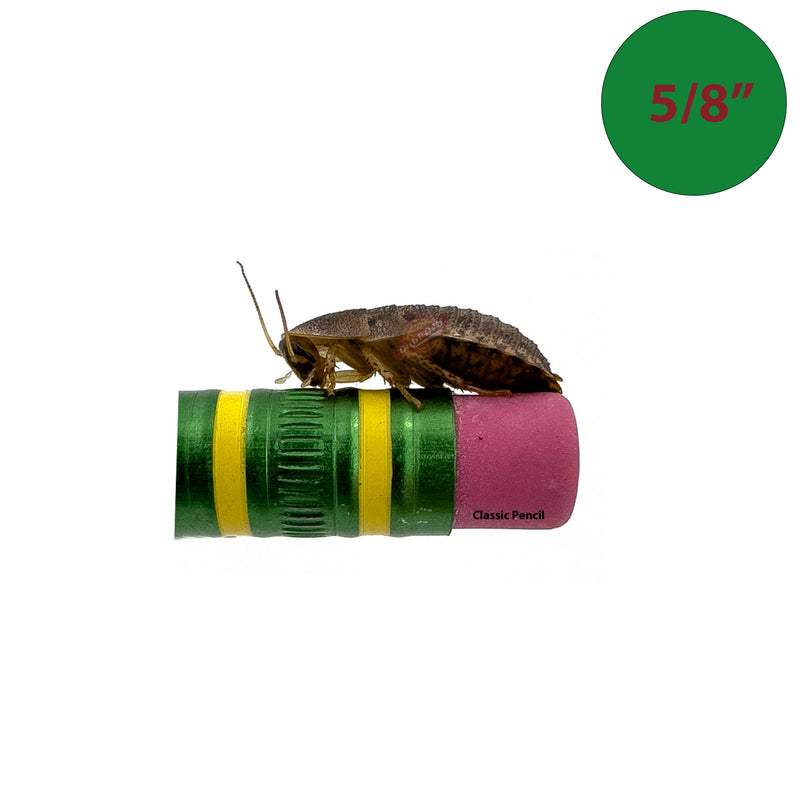 5/8 inch dubia roach