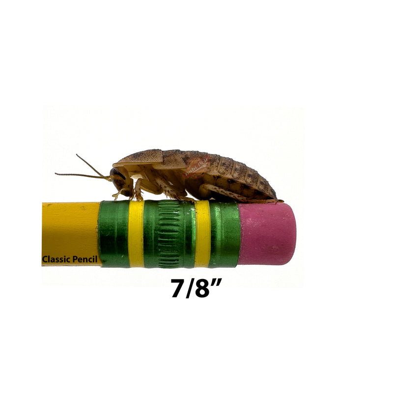 7/8" Dubia Roach