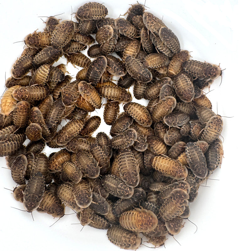 Group of 7/8 inch dubia roaches