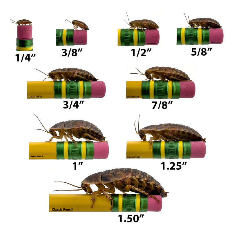 9 different dubia roach sizes