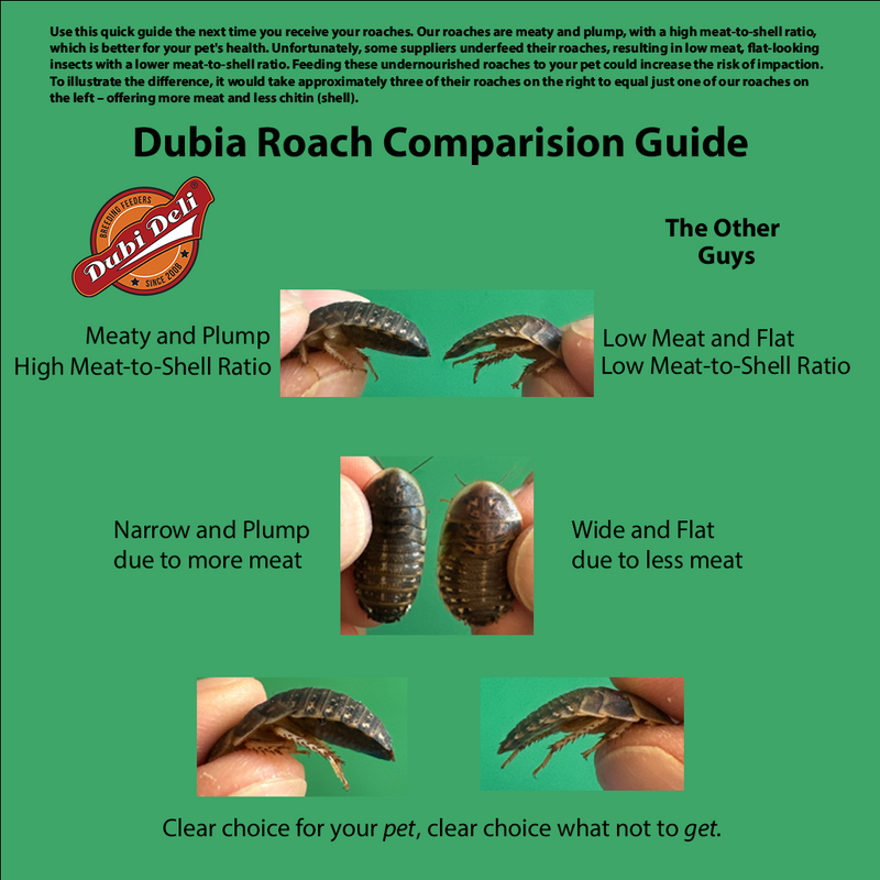 Dubia Roaches Comparision Guide