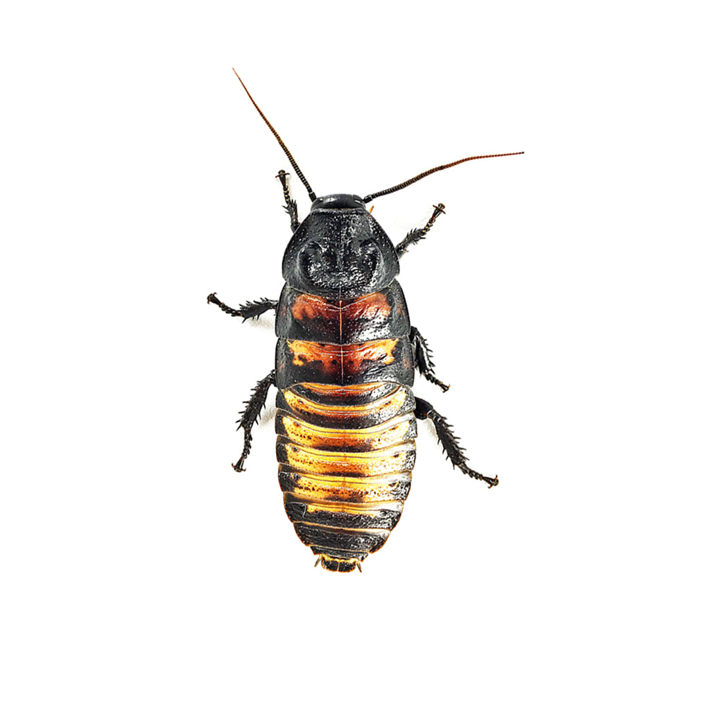 Madagascar hissing roach adult male large