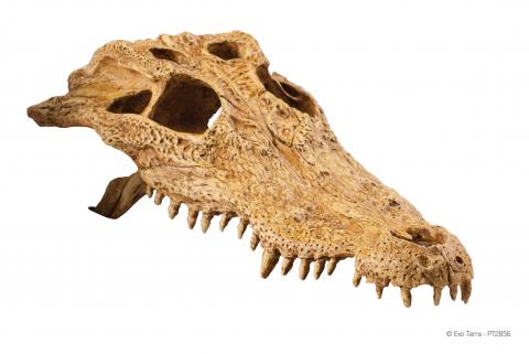 Exo Terra Crocodile Skull