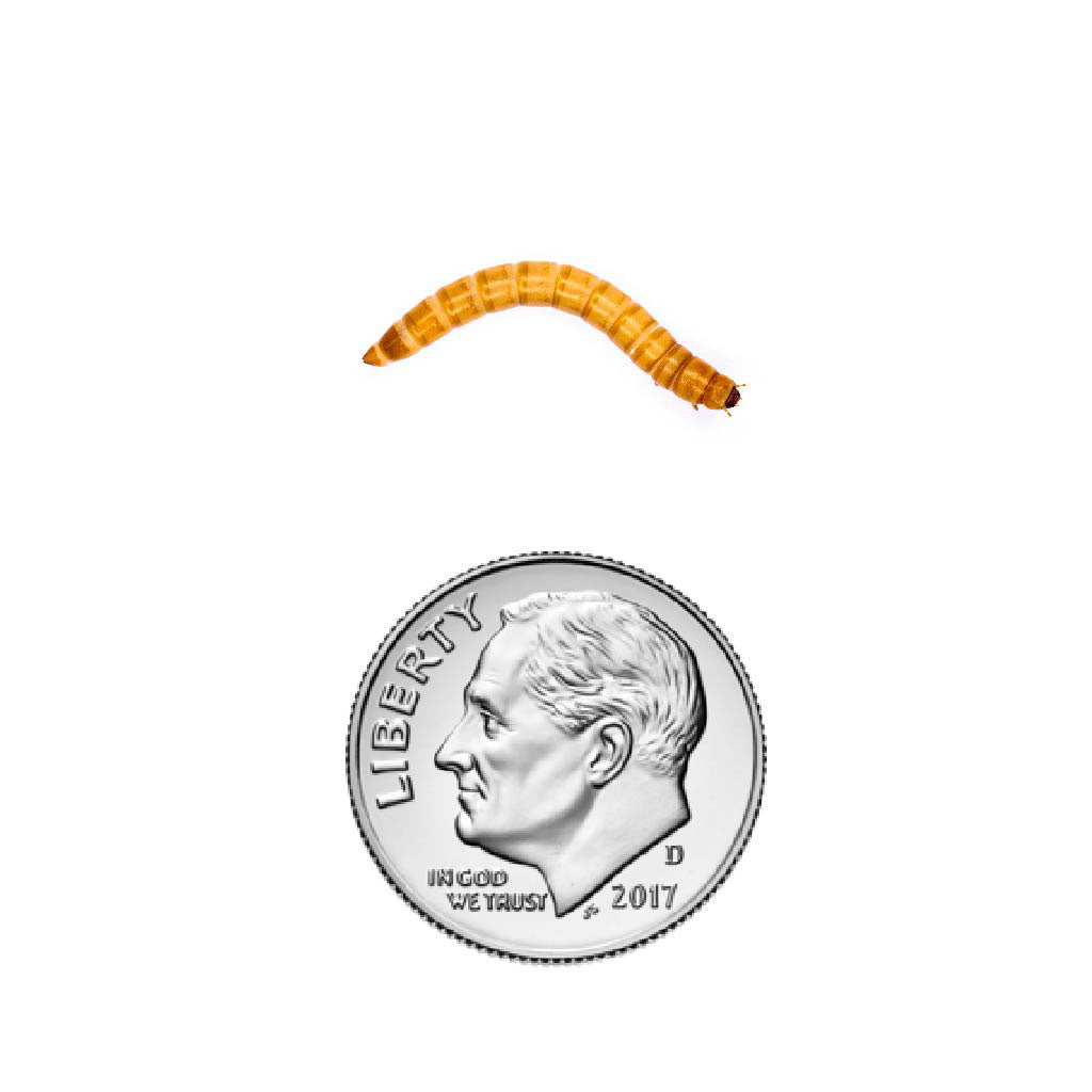 Mealworms