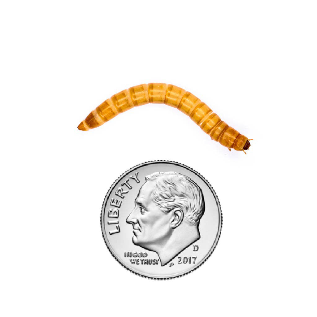Tenebrio molitor mealworm medium
