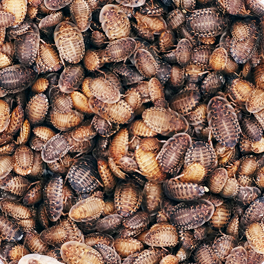 Dubia roach medium mix