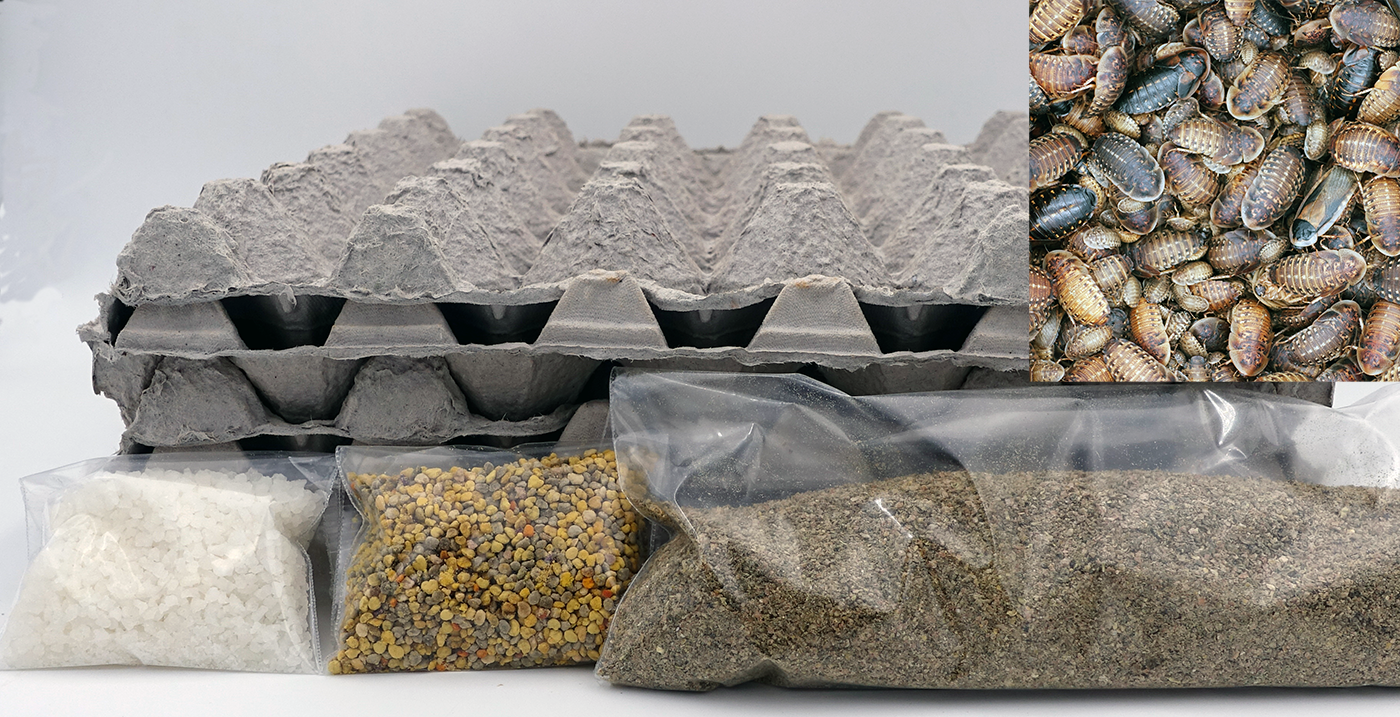 Dubia roach small starter colony kit